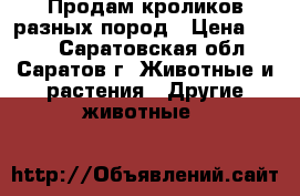 Продам кроликов разных пород › Цена ­ 350 - Саратовская обл., Саратов г. Животные и растения » Другие животные   